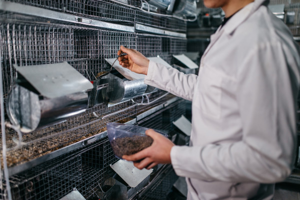 Выращивание шиншил и производство шиншиллового меха